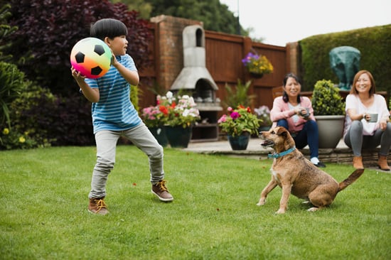 fence-backyard-safe-family-fun-dog