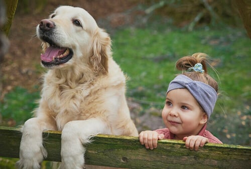 fence-pets-children