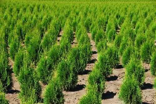 northern-white-cedar