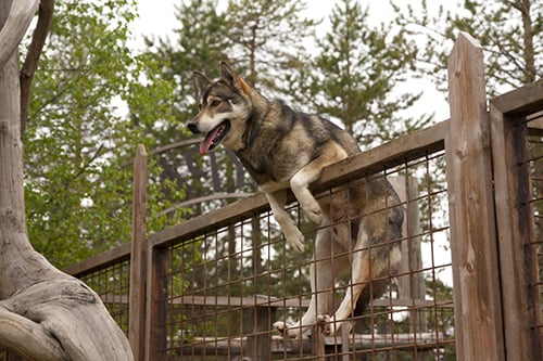 dog climbing over the fence