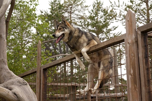 Dog shop climbing fence