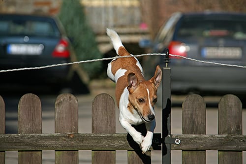 dog jumping over the fence